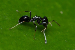 Ochetellus glaber
