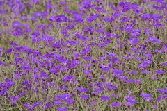 Geranium robustum