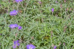 Geranium robustum