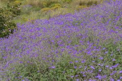 Geranium robustum