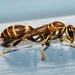 Mexican Paper Wasp - Photo (c) Luxomancer, some rights reserved (CC BY-NC), uploaded by Luxomancer