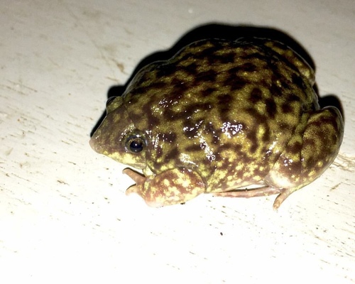 Mottled Shovel-nosed Frog