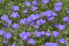 Geranium multisectum