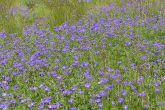 Geranium multisectum