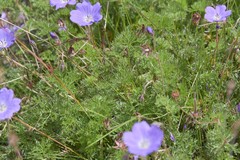 Geranium multisectum