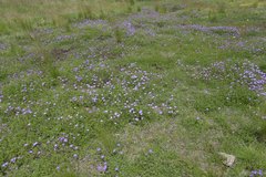 Geranium multisectum