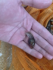 Leptobrachium