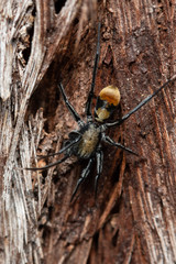 Nyssus