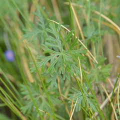 Geranium magniflorum