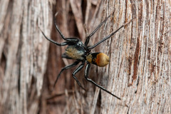 Nyssus