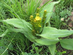 Hypoxis colchicifolia