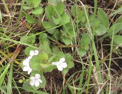 Dyschoriste burchellii