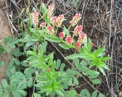 Acalypha peduncularis