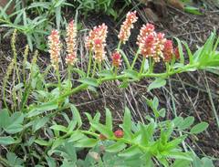 Acalypha peduncularis