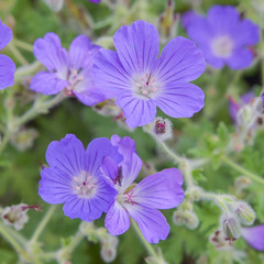 Geranium brycei