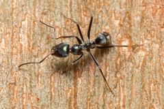 Iridomyrmex mayri