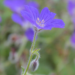 Geranium brycei