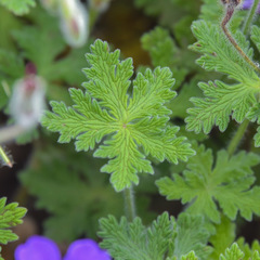 Geranium brycei