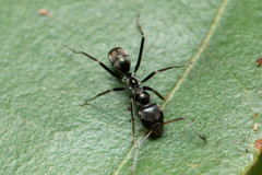 Iridomyrmex mayri