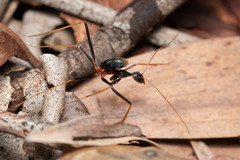Leptomyrmex rothneyi