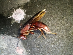Polistes gigas