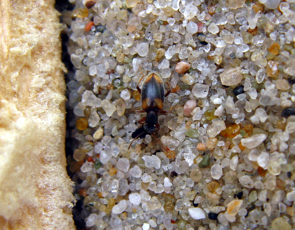 Anthicus sellatus
