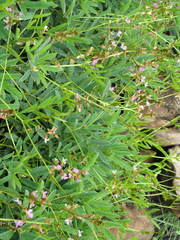 Ophrestia oblongifolia