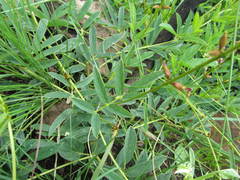 Ophrestia oblongifolia