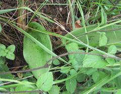 Eriospermum mackenii