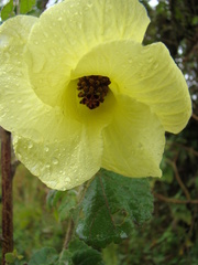 Abelmoschus esculentus