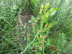 Eriospermum mackenii