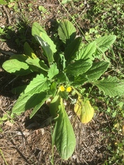 Cymbonotus lawsonianus