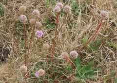 Armeria maritima californica