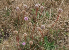 Armeria maritima californica