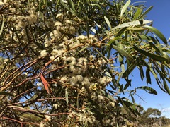 Eucalyptus leptophylla