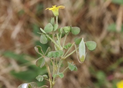 Oxalis pilosa