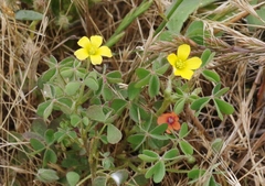 Oxalis pilosa