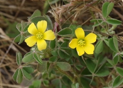 Oxalis pilosa