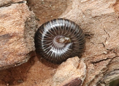 Bollmaniulus