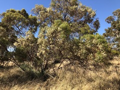 Eucalyptus leptophylla