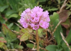 Armeria maritima californica