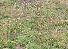 Armeria maritima californica