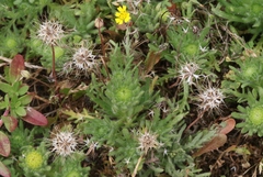Armeria maritima californica