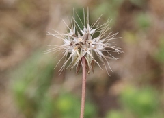 Armeria maritima californica