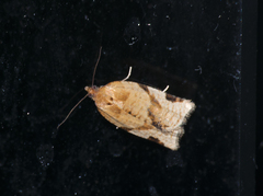 Paramesia gnomana