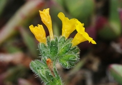 Amsinckia spectabilis