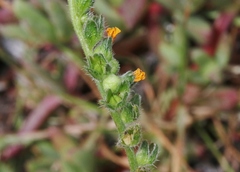 Amsinckia spectabilis