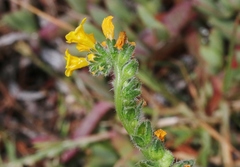 Amsinckia spectabilis