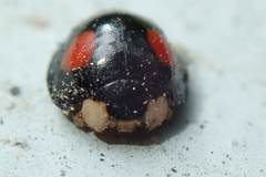 Coelophora biplagiata