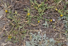 Amsinckia spectabilis